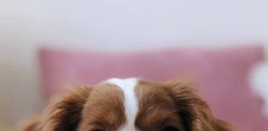 animali adottati durante il lockdown