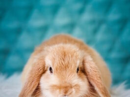 fare il bagno al coniglio