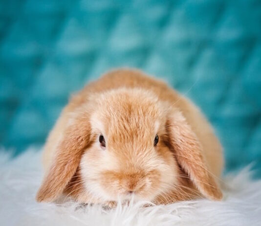 Posso fare il bagno al coniglio? Ecco quello che devi sapere fare il bagno al coniglio