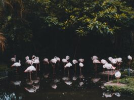benestanti e biodiversità
