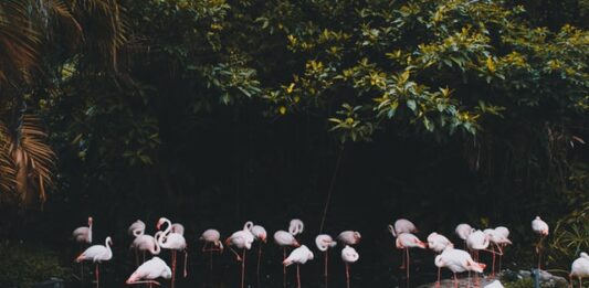 benestanti e biodiversità