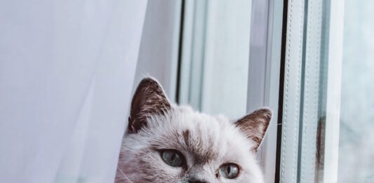 Il calore nella gatta: quanto dura e come gestirlo? calore nella gatta