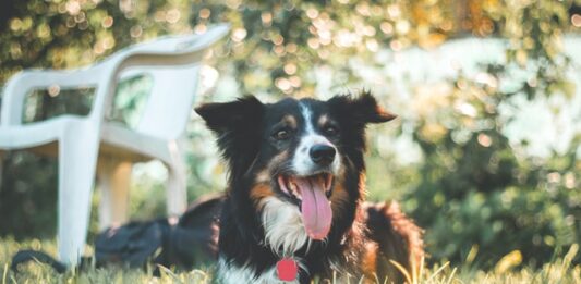 cane-morso-da-una-vipera