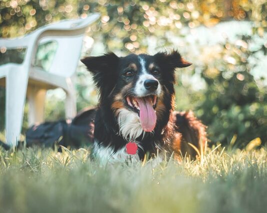 Cane morso da una vipera: cosa fare e cosa non fare cane-morso-da-una-vipera