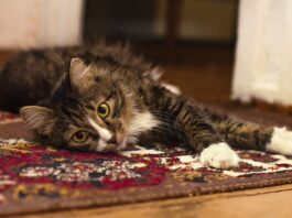 Una casa cat-friendly? Ecco cosa non deve mancare! casa cat-friendly