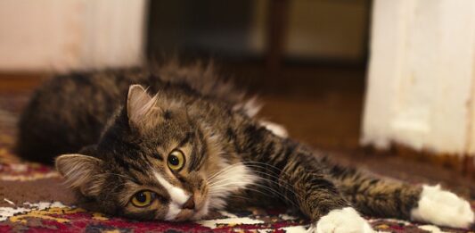 Una casa cat-friendly? Ecco cosa non deve mancare! casa cat-friendly