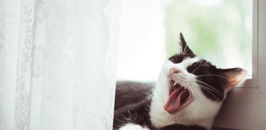 Il gatto morde e attacca senza preavviso? Ecco cosa fare gatto morde