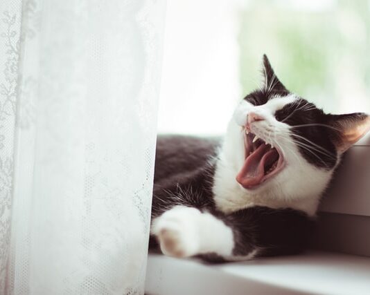 Il gatto morde e attacca senza preavviso? Ecco cosa fare gatto morde