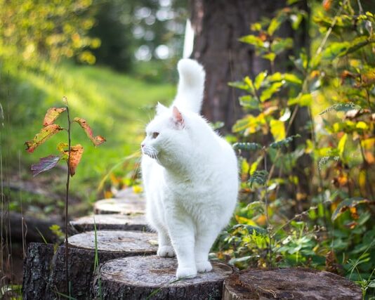 gatto pensione