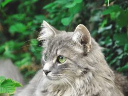 gatto vie urinarie