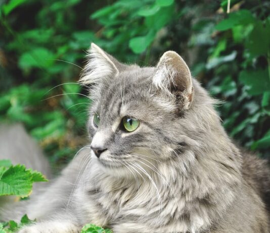 Il gatto e i disordini delle vie urinarie: cosa c’è da sapere gatto vie urinarie