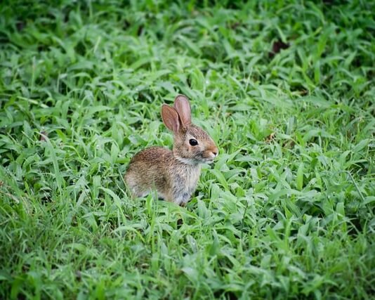 Ho trovato un leprotto in giardino, cosa devo fare? leprotto