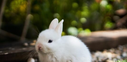 malocclusione nel coniglio