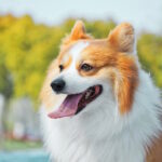 pianta-di-oleandro-tossica-per-cane-gatto-e-cavia