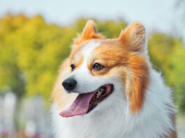pianta-di-oleandro-tossica-per-cane-gatto-e-cavia