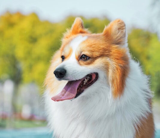 pianta-di-oleandro-tossica-per-cane-gatto-e-cavia