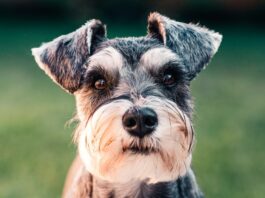 pulci e zecche cane