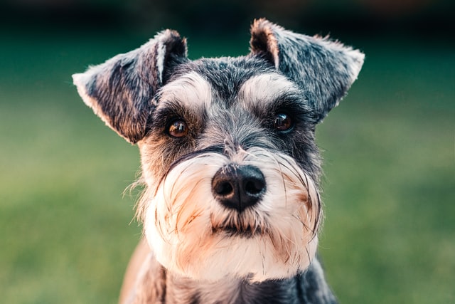 pulci e zecche cane pulci e zecche cane