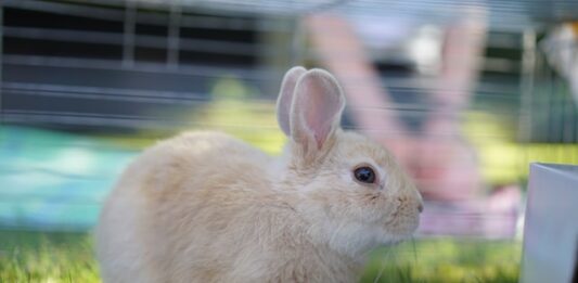 I cinque (super) sensi del coniglio: scopriamoli insieme! sensi-del-coniglio