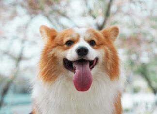snacks per il cane