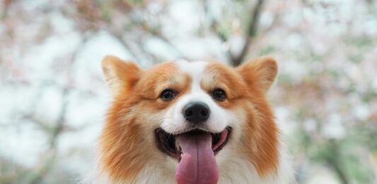 Snacks per il cane? Si, ma attenzione a non abusarne! snacks per il cane