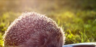 trovato-un-riccio-in-giardino-cosa-fare