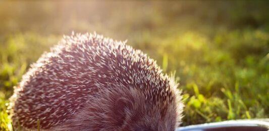 trovato-un-riccio-in-giardino-cosa-fare