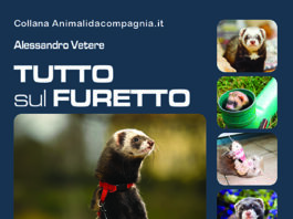 Tutto sul furetto tutto-sul-furetto-copertina-Edizioni-pvi