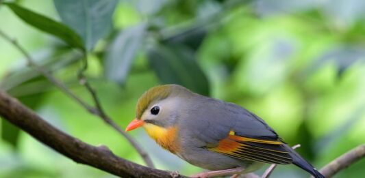 Usignolo del Giappone, un uccellino dal canto melodioso usignolo-del-giappone