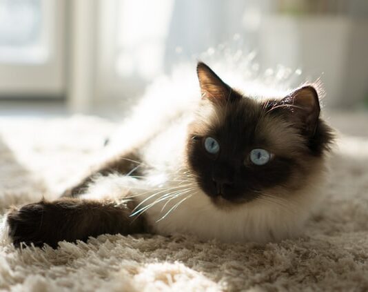 viaggiare-in-auto-con-il-gatto