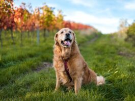 aggressività dei cani