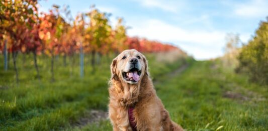 aggressività dei cani