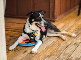 allenarsi con il cane