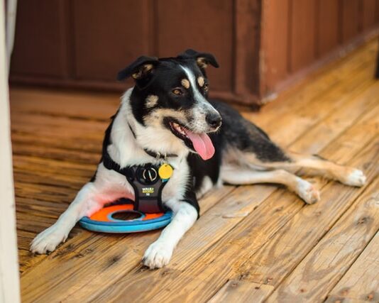 allenarsi con il cane