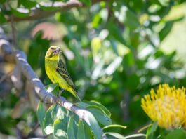 Canarino del Mozambico: allevamento, alimentazione e riproduzione canarino del mozambico