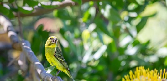 canarino del mozambico