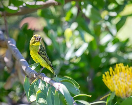 Canarino del Mozambico: allevamento, alimentazione e riproduzione canarino del mozambico