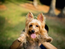 cane-senza-microchip