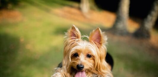cane-senza-microchip