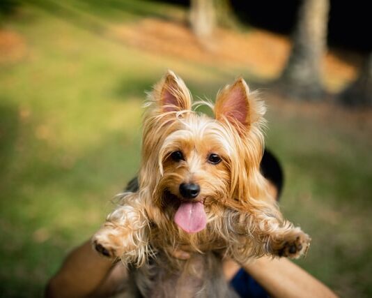 cane-senza-microchip