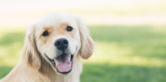 come-spazzolare-il-cane