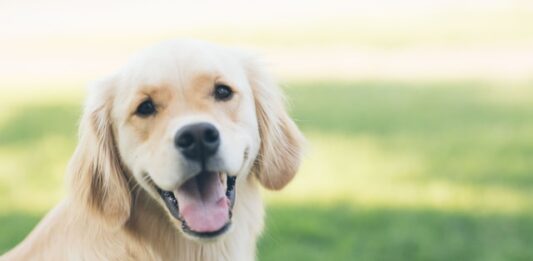 Come spazzolare il cane? Dipende dal tipo di pelo! come-spazzolare-il-cane