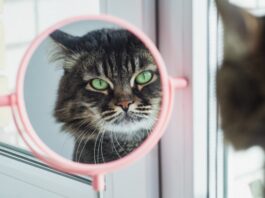 gatti riconoscono il proprio nome
