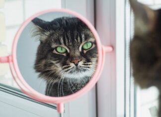 gatti riconoscono il proprio nome