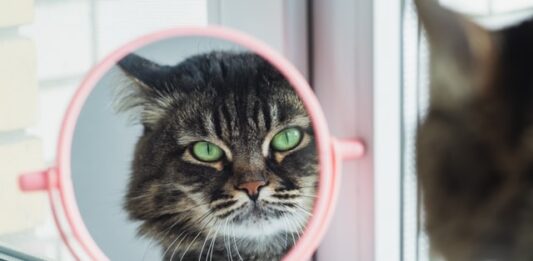 gatti riconoscono il proprio nome