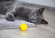 gatto cacciare