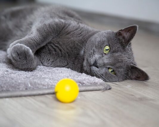 gatto cacciare