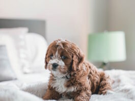 insegnare al cucciolo a non sporcare in casa