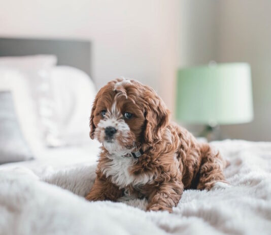 Come insegnare al cucciolo a non sporcare in casa? insegnare al cucciolo a non sporcare in casa