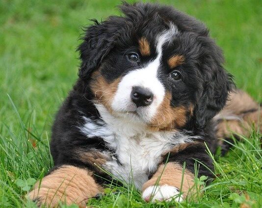 Leishmaniosi nel cane: ecco i cinque punti da sapere leishmaniosi cane